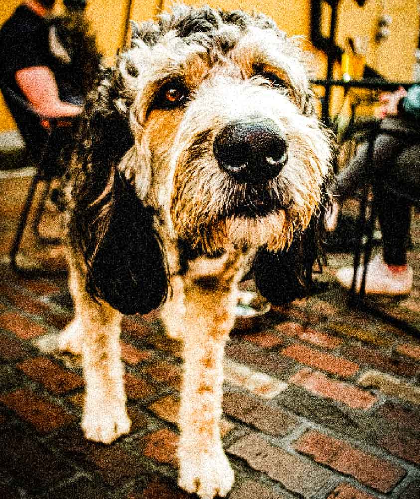 dog-friendly-pub Tankerville Pub is dog friendly